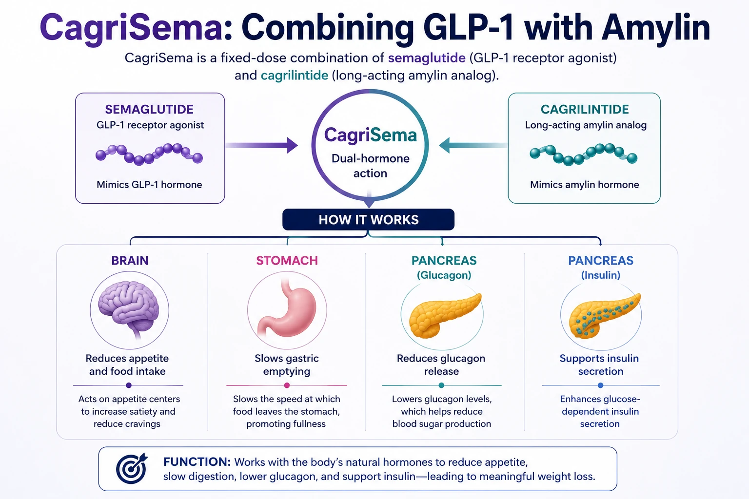 CagriSema combines GLP-1 with amylin illustration