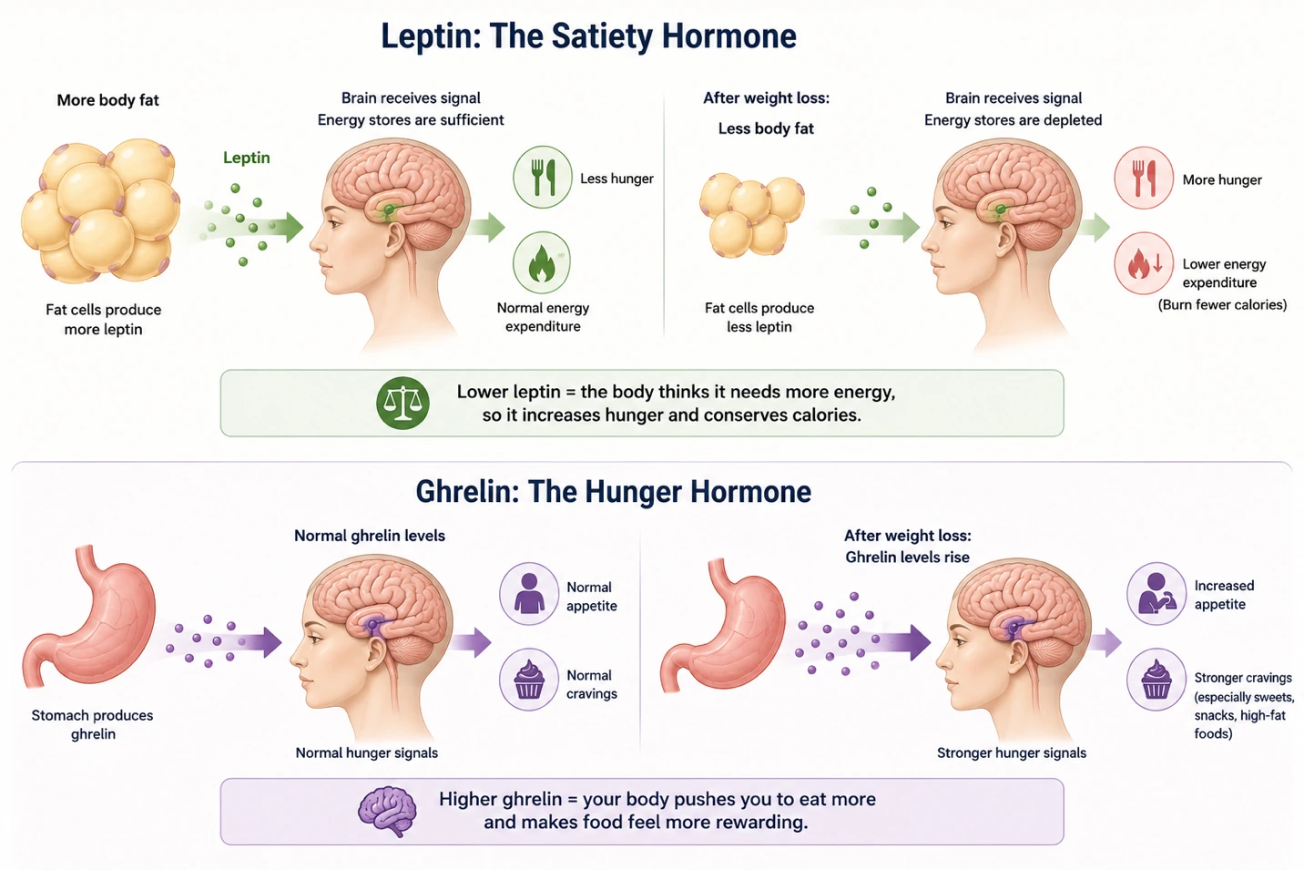 Article illustration 3 for How to Avoid Weight Regain After Stopping a GLP-1