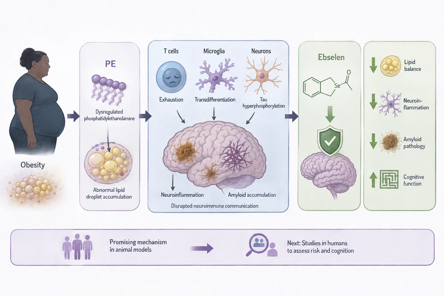 Article illustration 2 for Is Midlife Obesity Setting the Stage for Alzheimer's?