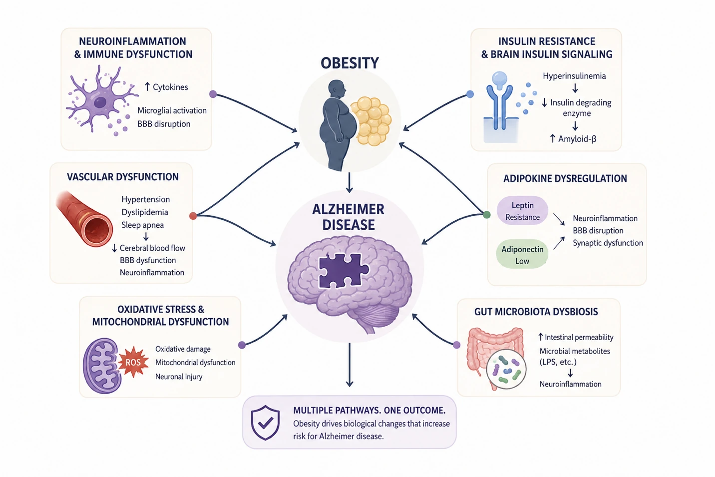 Article illustration 4 for Is Midlife Obesity Setting the Stage for Alzheimer's?