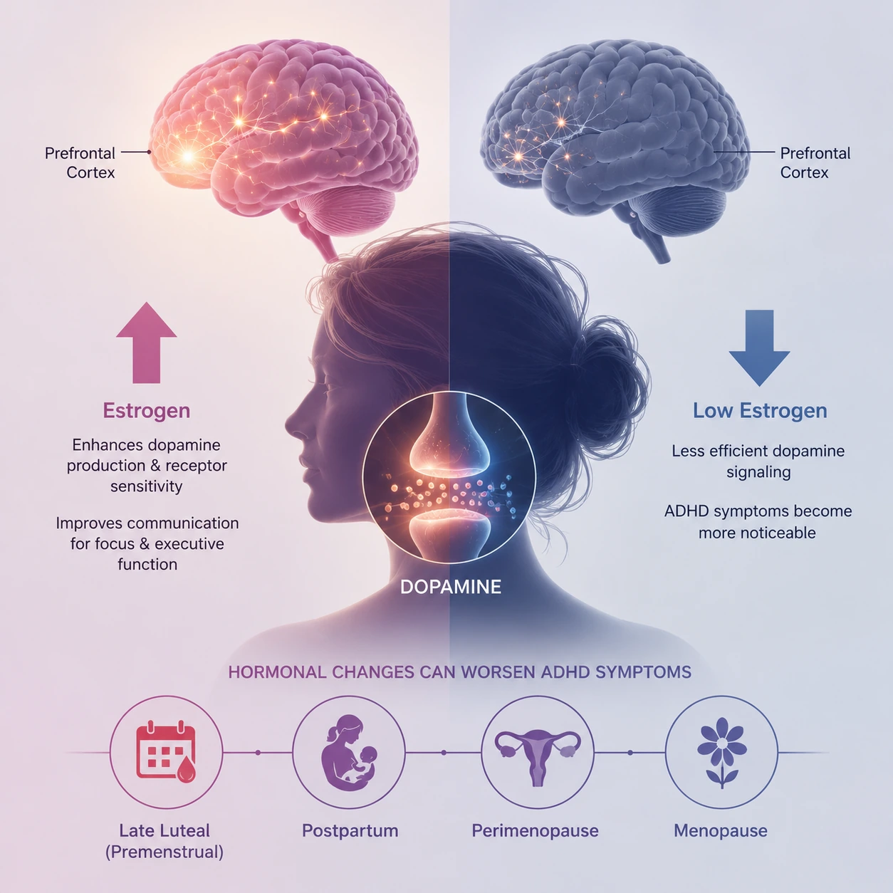 Article illustration 1 for The Menopause-ADHD Connection That No One Talks About