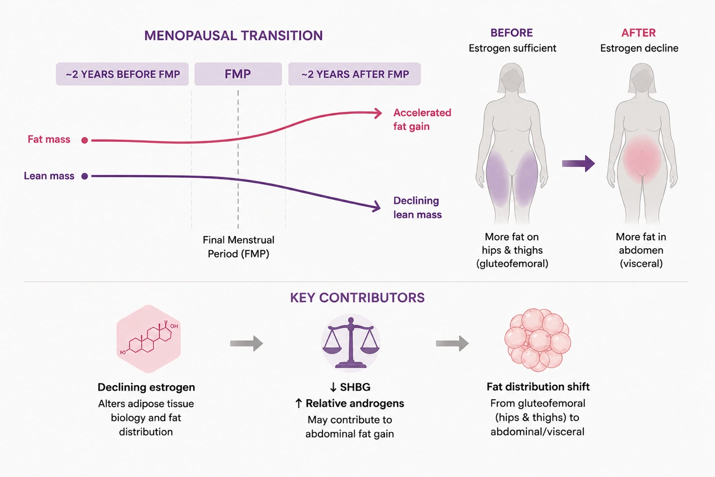 Article illustration 4 for Visceral Fat: The Dangerous Bell Fat You Can’t See