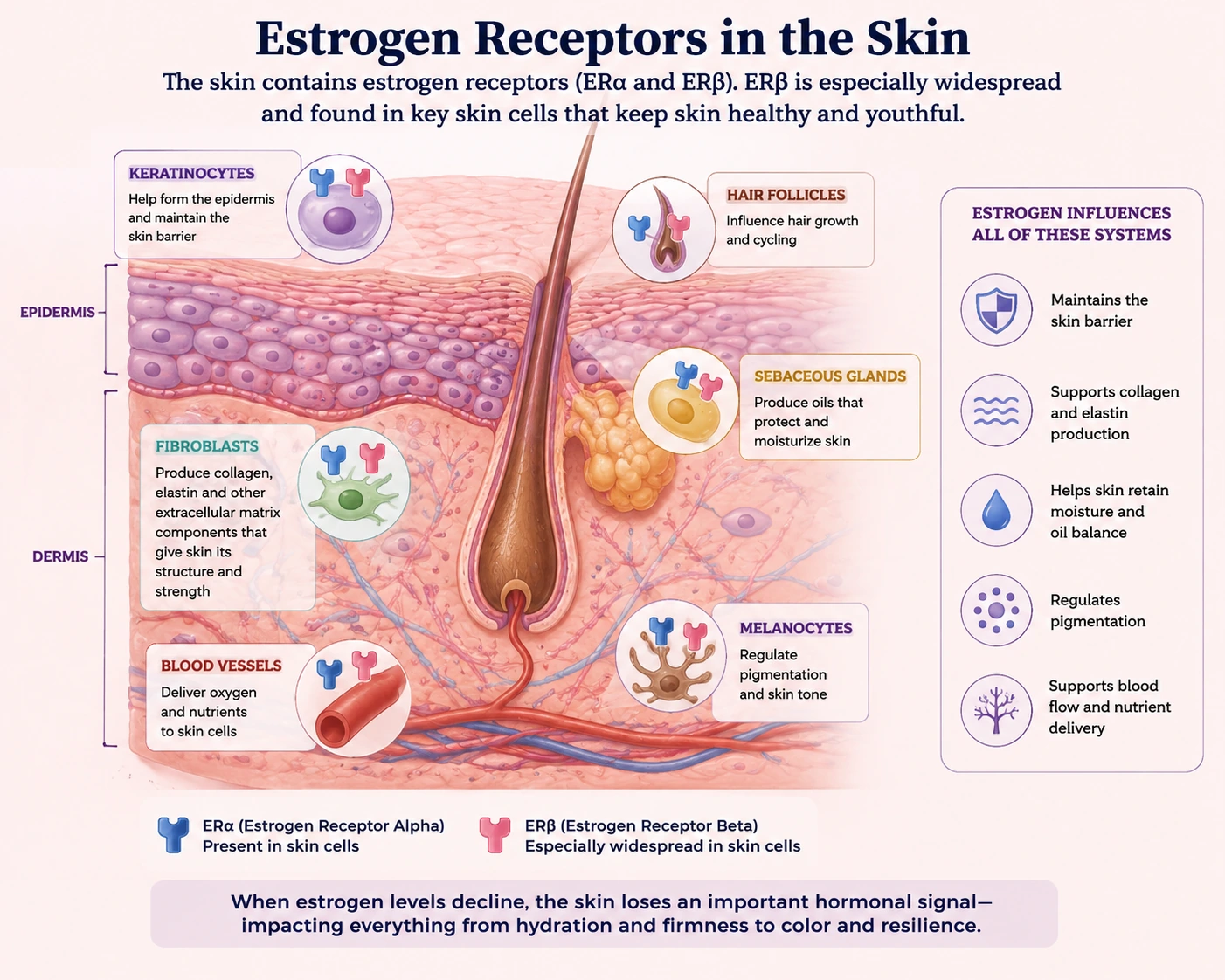Article illustration 1 for What Really Happens To Your Skin In Menopause
