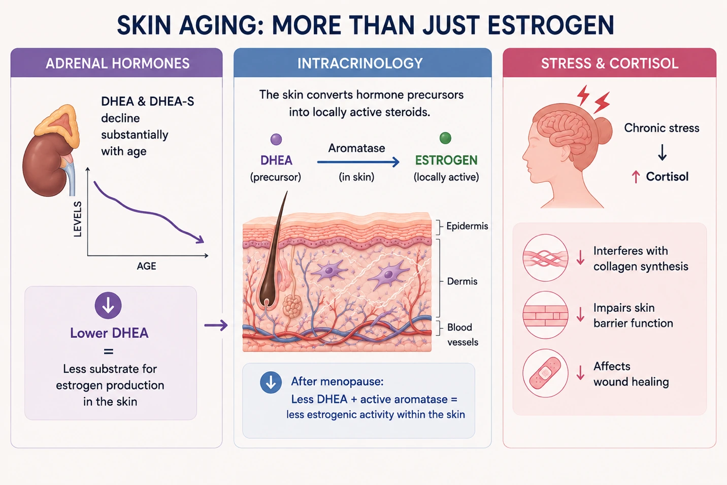 Article illustration 6 for What Really Happens To Your Skin In Menopause
